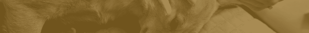 canine header