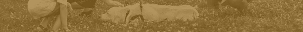 canine header