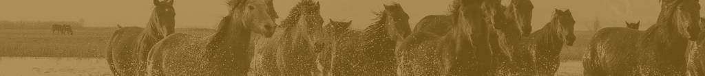 Equine header